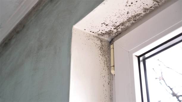 Best Airborne Mold Testing  in Delphos, OH