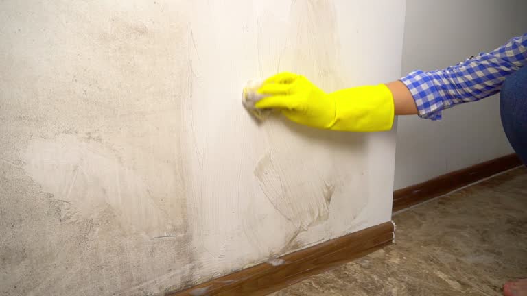 Best Emergency Mold Remediation  in Delphos, OH